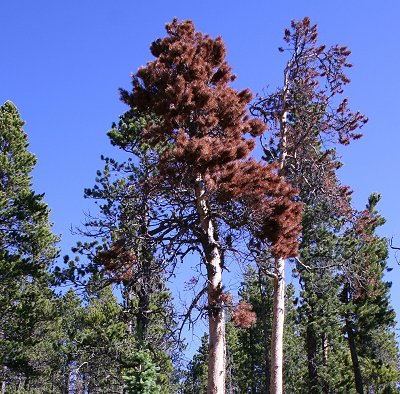 Verbenone protects important pine trees